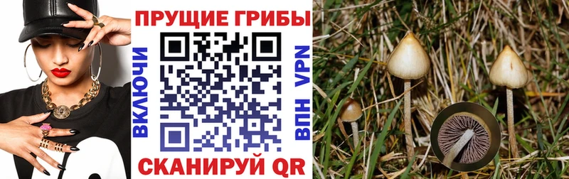 Псилоцибиновые грибы Cubensis  Лысьва 